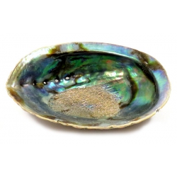 Abalone Shell (M)