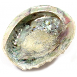 Abalone Shell (XL) 2
