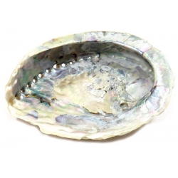 Abalone Muschel (L)