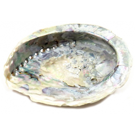 Abalone Muschel (L)