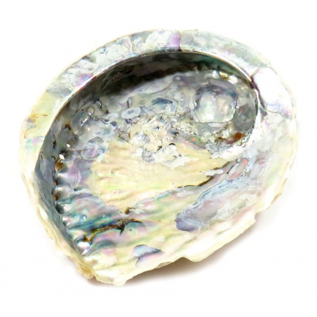 Abalone Muschel (L)