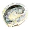 Abalone Schelp (L)