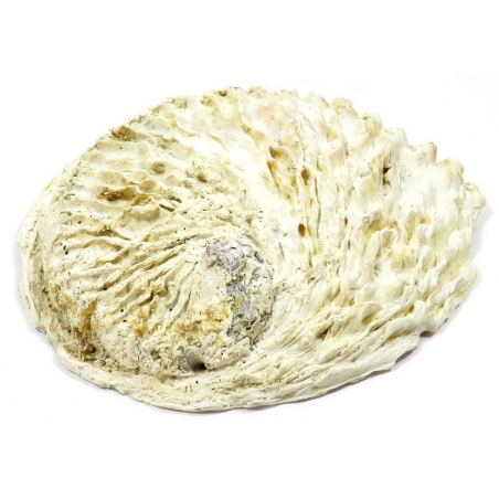 Coquille d'ormeau (L)