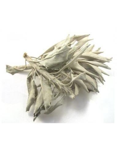 100 gram Californische Witte Salie - White Sage