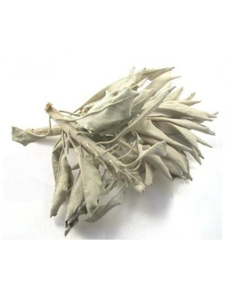 100 gramm Kalifornischer Weißer Salbei - White Sage