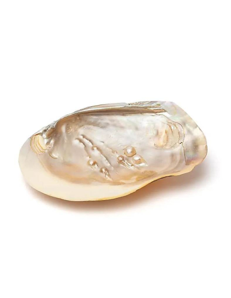 Parelmoer schelp met parels 5955