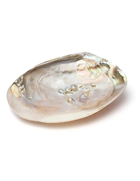 Mother of Pearl Shell with Pearls 5955
