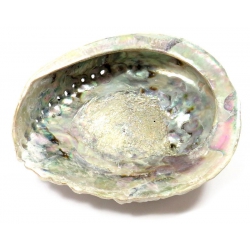 Abalone Schelp (XL)