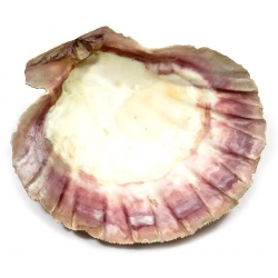 Saint Jacob's shell