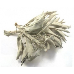 Sauge blanche californienne / White Sage (500 grammes)
